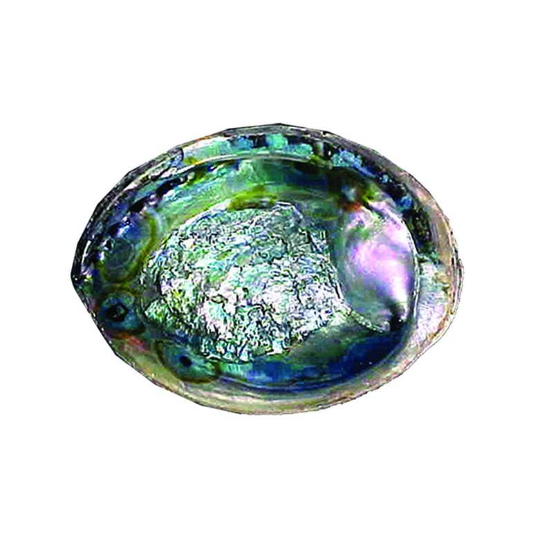 Abalone Shell - Green (6-7 in.)
